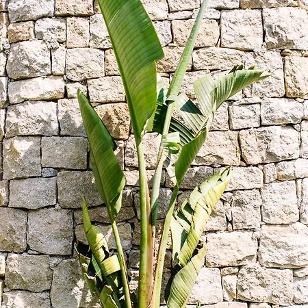 Alemagou