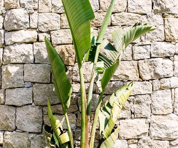 Alemagou